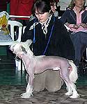 Китайская хохлатая собака Ирген Голд Презент для Солнечной Хакасии, Гордеева