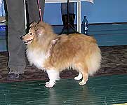 шелти Джентл Роуз Литл Хоуп, Язвинская