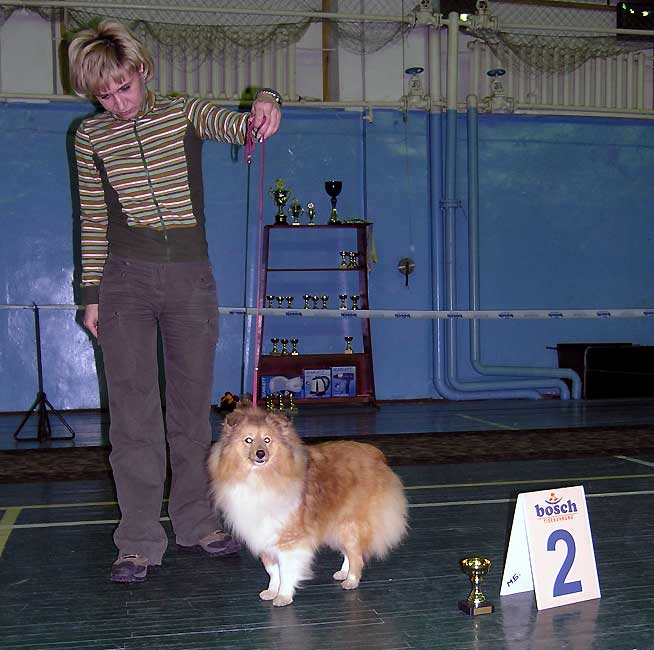 2 место - шелти, Джентл Роуз Литл Хоуп, Язвинская