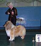 1 место - колли длинношерстный  Сноу Стайл Он зе Бест Позишен, Ширяева+Болотина