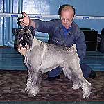 Миттельшнауцер Улуг Хем Фрейс Стенли, Симонкин