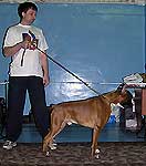 немецкий боксер Гофмаршал из Владений Поповых, Оглезнев