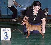 3 место - цвергпинчер, Мультатули Жевел Он Май Пиллоу, Ашихминина