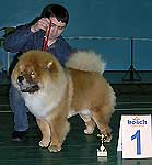 1 место - чау чау, Хонилэнд Ласт Танго, Янчеленко