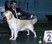 2 место - золотистый ретривер, Ванда из Дома Карповой, Токарев