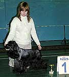 1 место - английский коккер-спаниель, Фил Марис Камелт, Ефремова