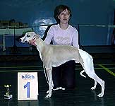 1 место - уиппет, Платино Лексус из Волжской Серенады, Комарова