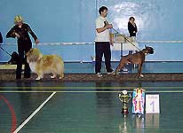 конкуренция на BIS